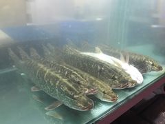 -煲来饱去冷水鱼