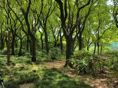 -上海共青森林公园