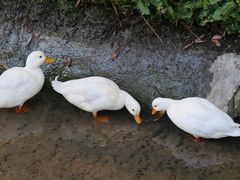 -麻小度青花椒鱼(安德总店)