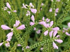 -天津东丽湖风景区