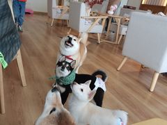 -柴犬小屋·柴餐厅·狗咖食堂(金鼎广场店)