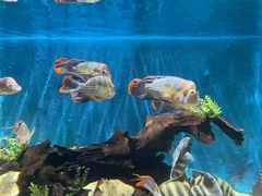 -沙沙哗啦海洋馆(华宇百花谷店)