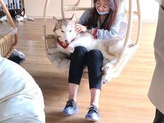 -Husky Go! 哈士奇体验馆·宠物咖啡厅狗咖