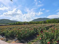 -亚龙湾国际玫瑰谷