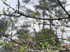 -狐尾山公园