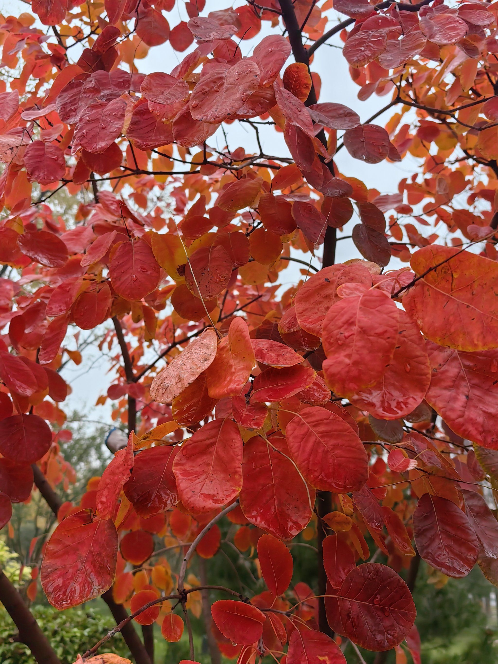 同样是黄栌树,种在一起,同一时间,同一地点,感受这多彩的大自然!