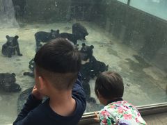 -东方熊牧场