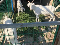 -明珠湖天鹅苑·农家菜馆