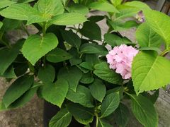 -听风阁农家私房菜茶楼(龙坞店)