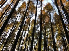 -山王坪喀斯特国家生态公园