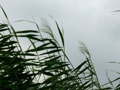 -白渔泡湿地公园