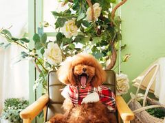-爱宠屋pet shop·宠物洗澡·宠物美容