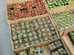 -龙大花卉苗木市场