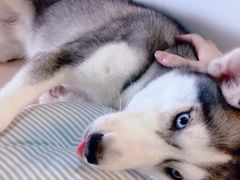 -Husky Go! 哈士奇体验馆·宠物咖啡厅狗咖