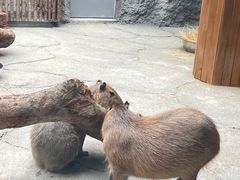 -武汉动物园