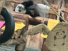 -泉州海丝野生动物世界