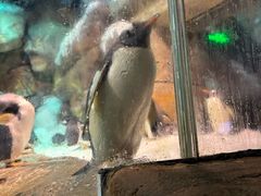 -哈尔滨波塞冬海底世界