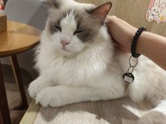 -藏猫猫咖啡主题馆(中央大道店)