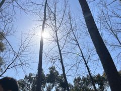 -合肥滨湖国家森林公园