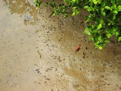 -北海金海湾红树林生态旅游区