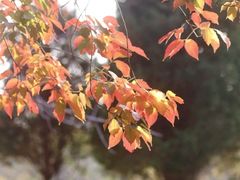 -塘沽森林公园