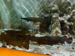 -东方巨龟苑景区