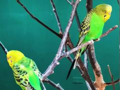 -上海大自然野生昆虫馆(东方明珠·爬宠昆虫探索中心)