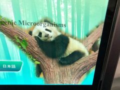 景点-成都大熊猫繁育研究基地