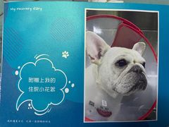-美联众合动物医院·24h转诊中心