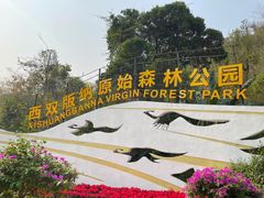 -西双版纳原始森林公园