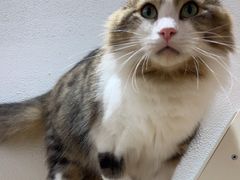 -1013 PET SHOP精品宠物商店(丁香店)