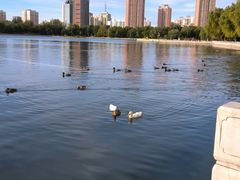 -莲花池公园