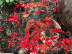 -野蔓果·山野菜(西湖景区·龙井茶田店)