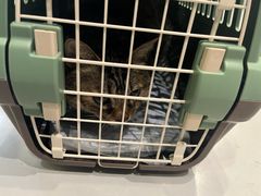 -喜多萌中农锦绣动物医院24H·猫科·牙科MRI·CT