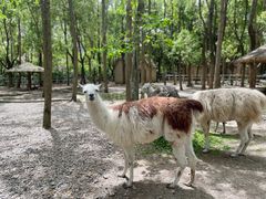 -昆山城市生态森林公园