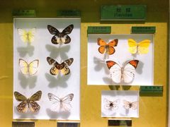 -上海昆虫博物馆