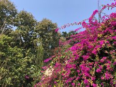 -中国科学院西双版纳热带植物园