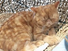 -飞行喵MR PILOT|猫舍·猫咖(静安大融城店)