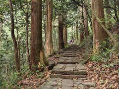 -天目山大树王景区
