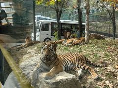 -栾川竹海野生动物园