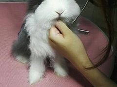 -1013 PET SHOP精品宠物商店(丁香店)