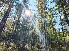 -莫尔道嘎国家森林公园