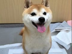 -康成宠物医院24H·CT·核磁共振