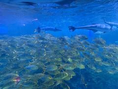-海合安成都极地海洋公园