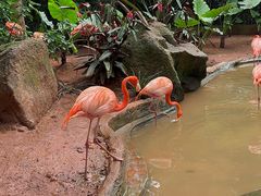 -海南热带野生动植物园