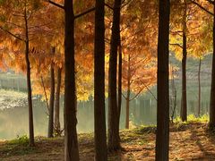 -合肥滨湖国家森林公园