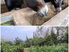 -元鼎宝驴香·全驴宴(江宁店)