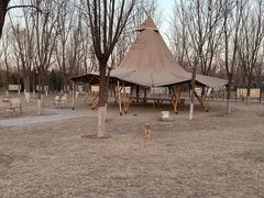 -爪吧宠物乐园·宠物泳池(温榆河示范区店)