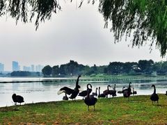 -西山漾湿地公园