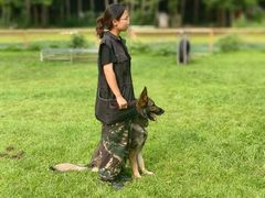 -北京京卫宠物寄养训练中心